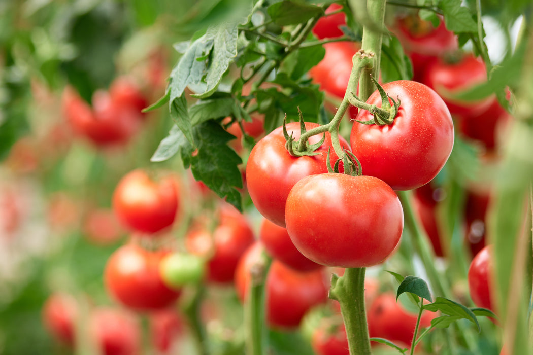 Organic Hothouse Tomato (Each)