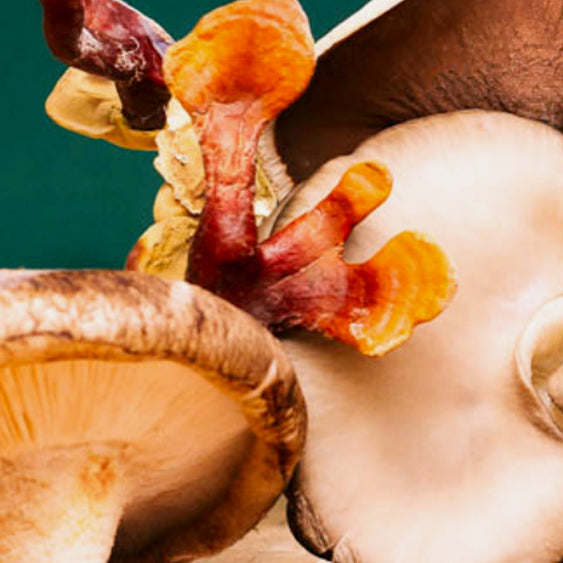 Mushrooms and the Immune System