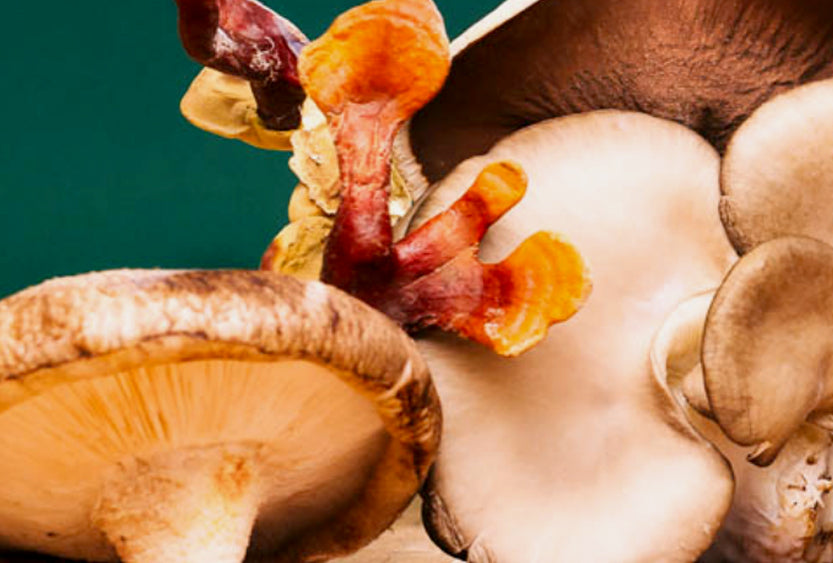 Mushrooms and the Immune System