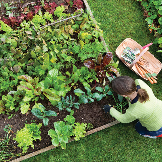How To Plan Your Vegetable Garden