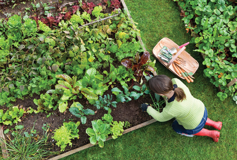 How To Plan Your Vegetable Garden