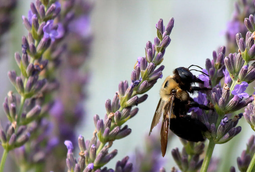 How To Turn Your Garden Into A Pollinator Sanctuary