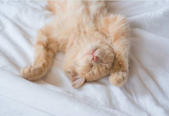 Sleep & Rest: Resetting Your Rhythm for Restoration