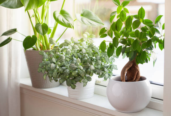 The Cortisol Connection: How Your Environment Shapes Your Stress Hormones