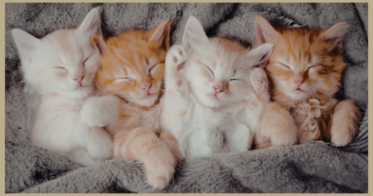 Sleep & Rest: One of the Most Powerful Forms of Healing
