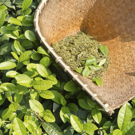 Get To Know Green Tea