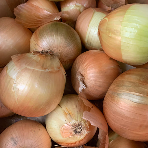 Organic Yellow Onion