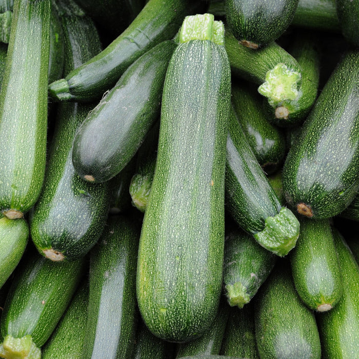 Organic Zucchini